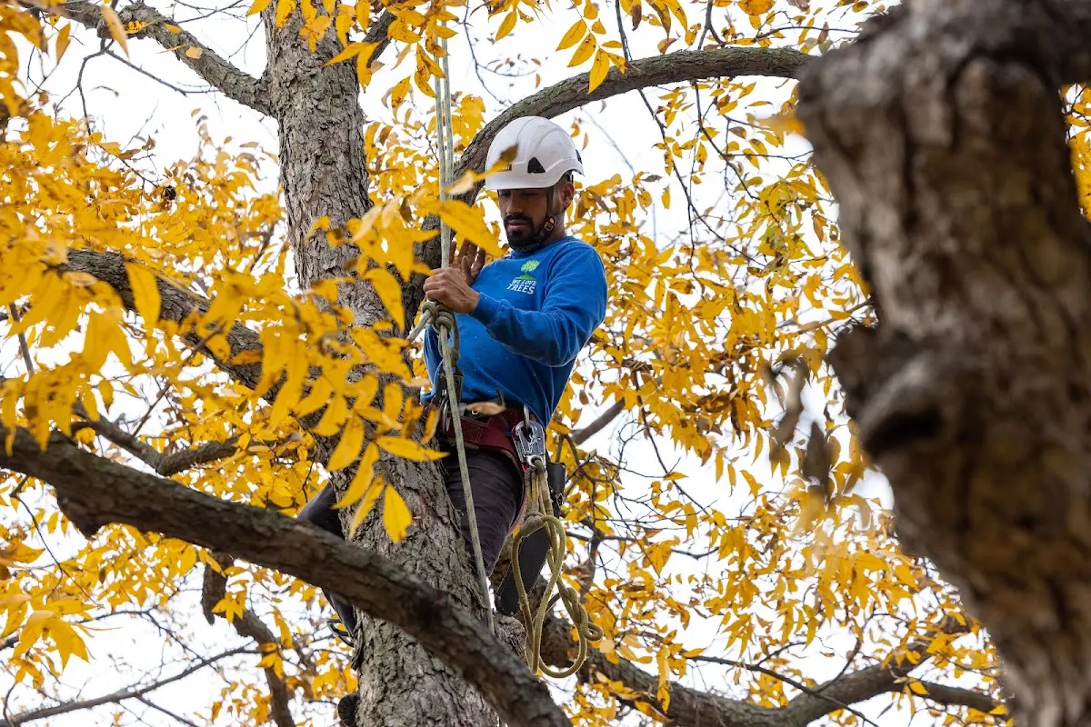 Skilled Storm Damage Cleanup crew working in Culver